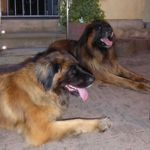 Roxy und Vigos vom Kaniberg